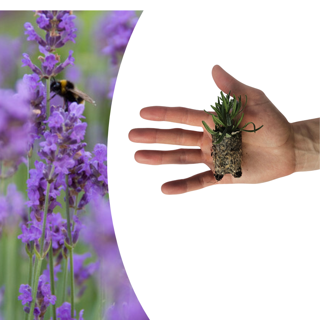 Lavandula 'Munstead' – 6 Jungpflanzen | Pflanzen & Genießen Sie Duftende Lavendel