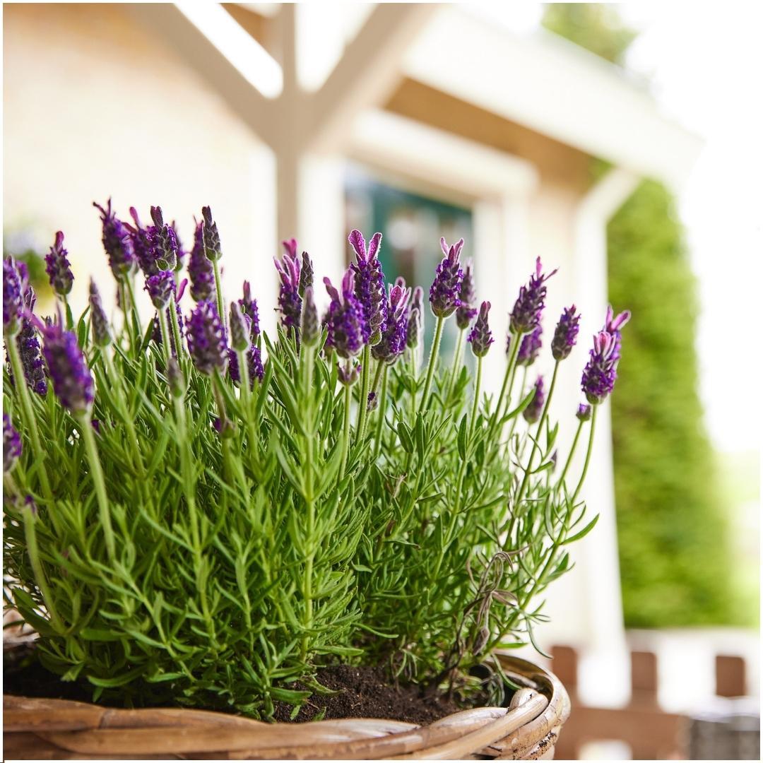 Plants by Frank - Lavandula stoechas Anouk® - 12 cm Topf - 24 Lavendelpflanzen