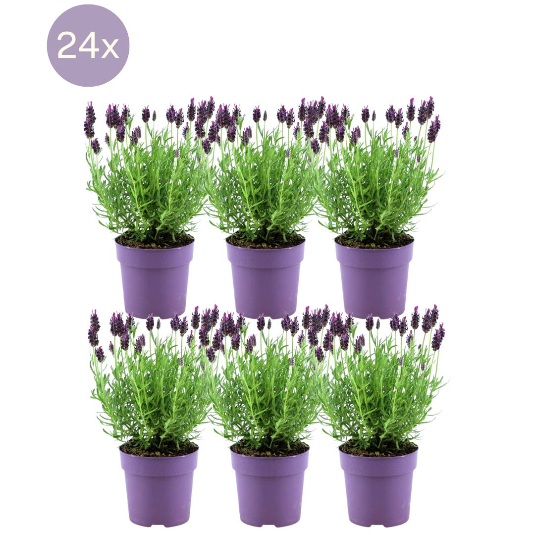 Plants by Frank - Lavandula stoechas Anouk® - 12 cm Topf - 24 Lavendelpflanzen Default Title