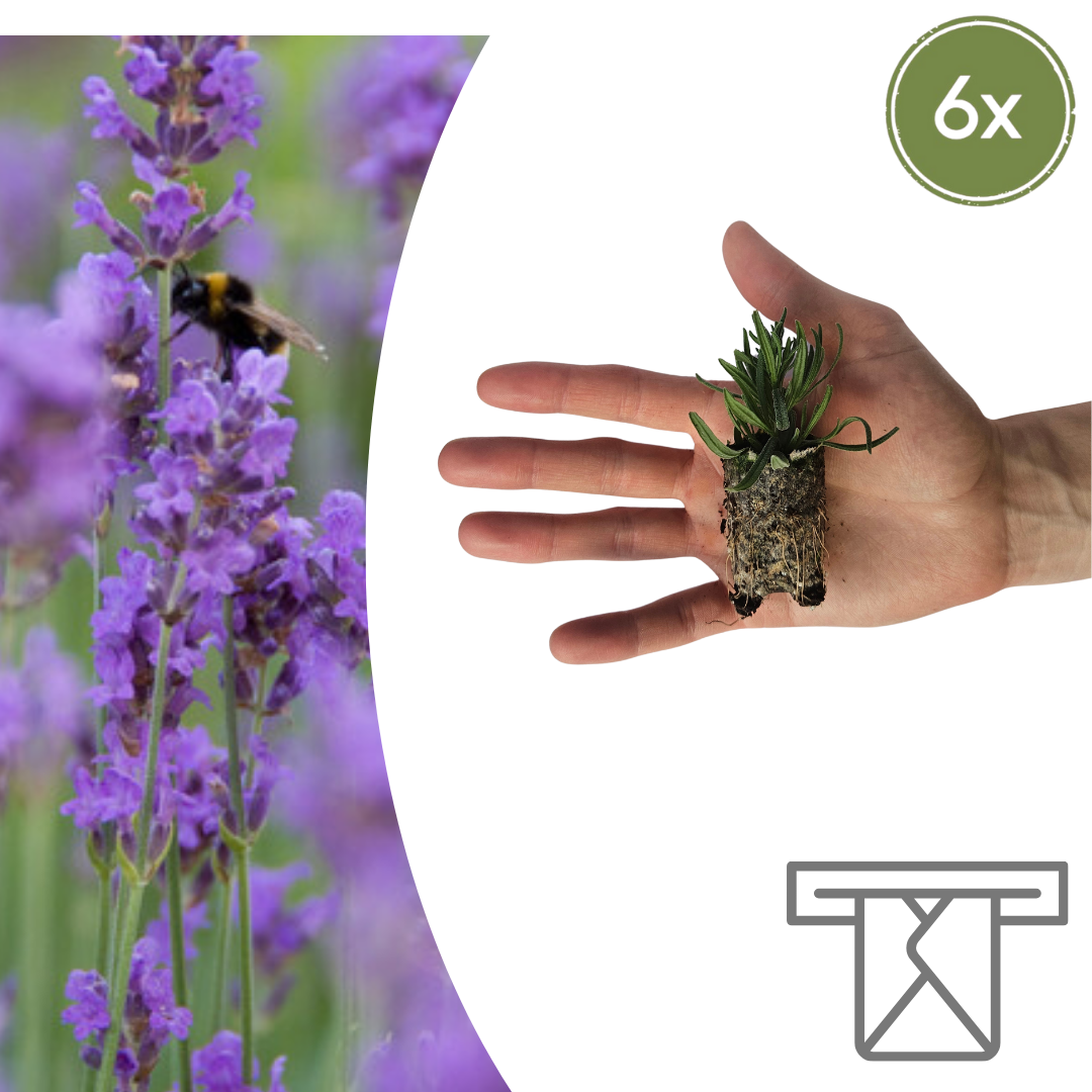 Lavandula 'Munstead' – 6 Jungpflanzen | Pflanzen & Genießen Sie Duftende Lavendel Default Title