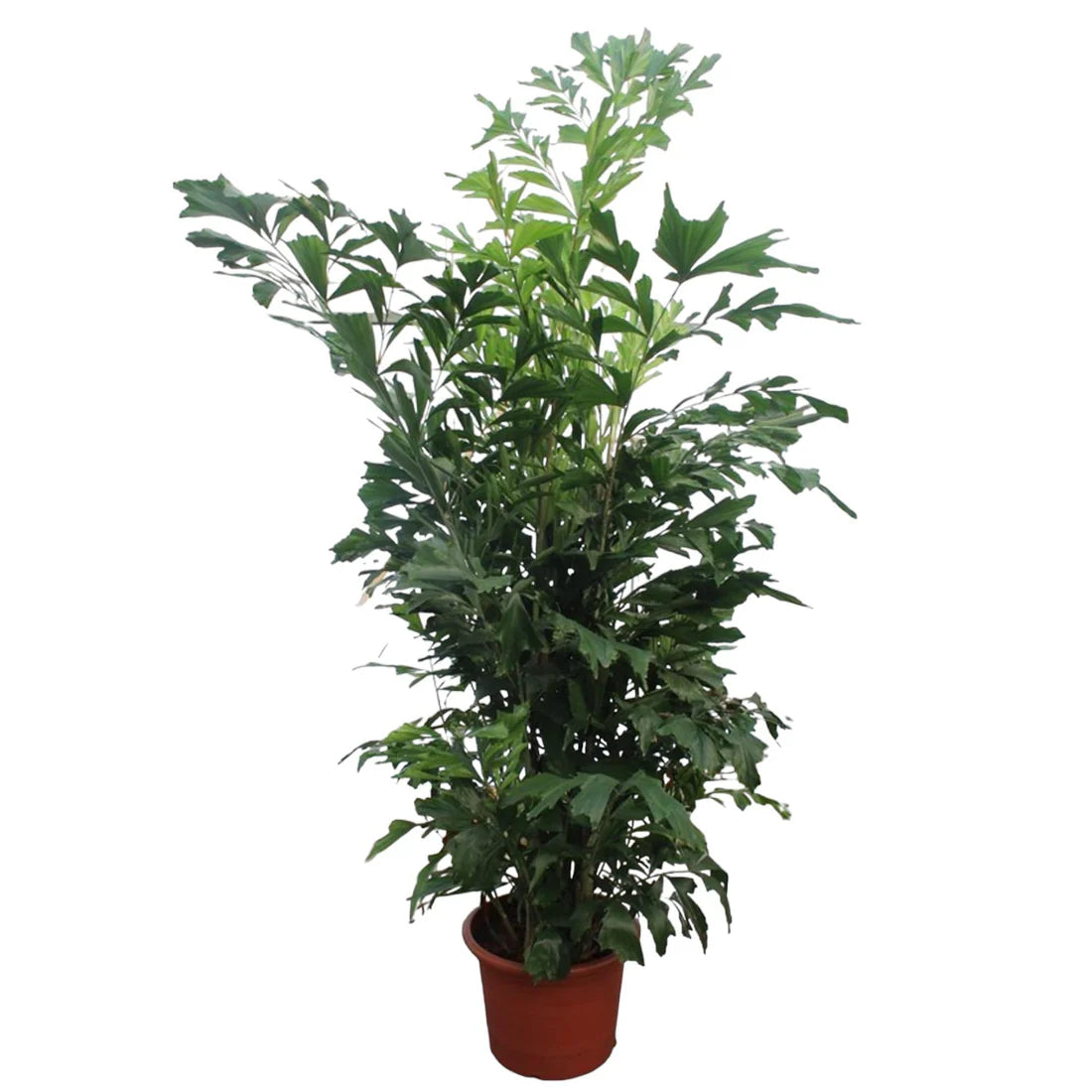 Caryota Mitis bis -25 %