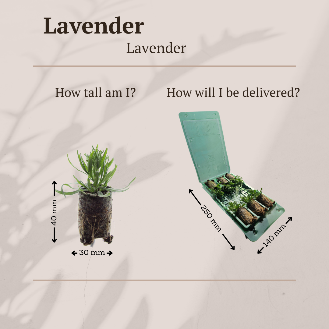 Lavandula 'Munstead' – 6 Jungpflanzen | Pflanzen & Genießen Sie Duftende Lavendel
