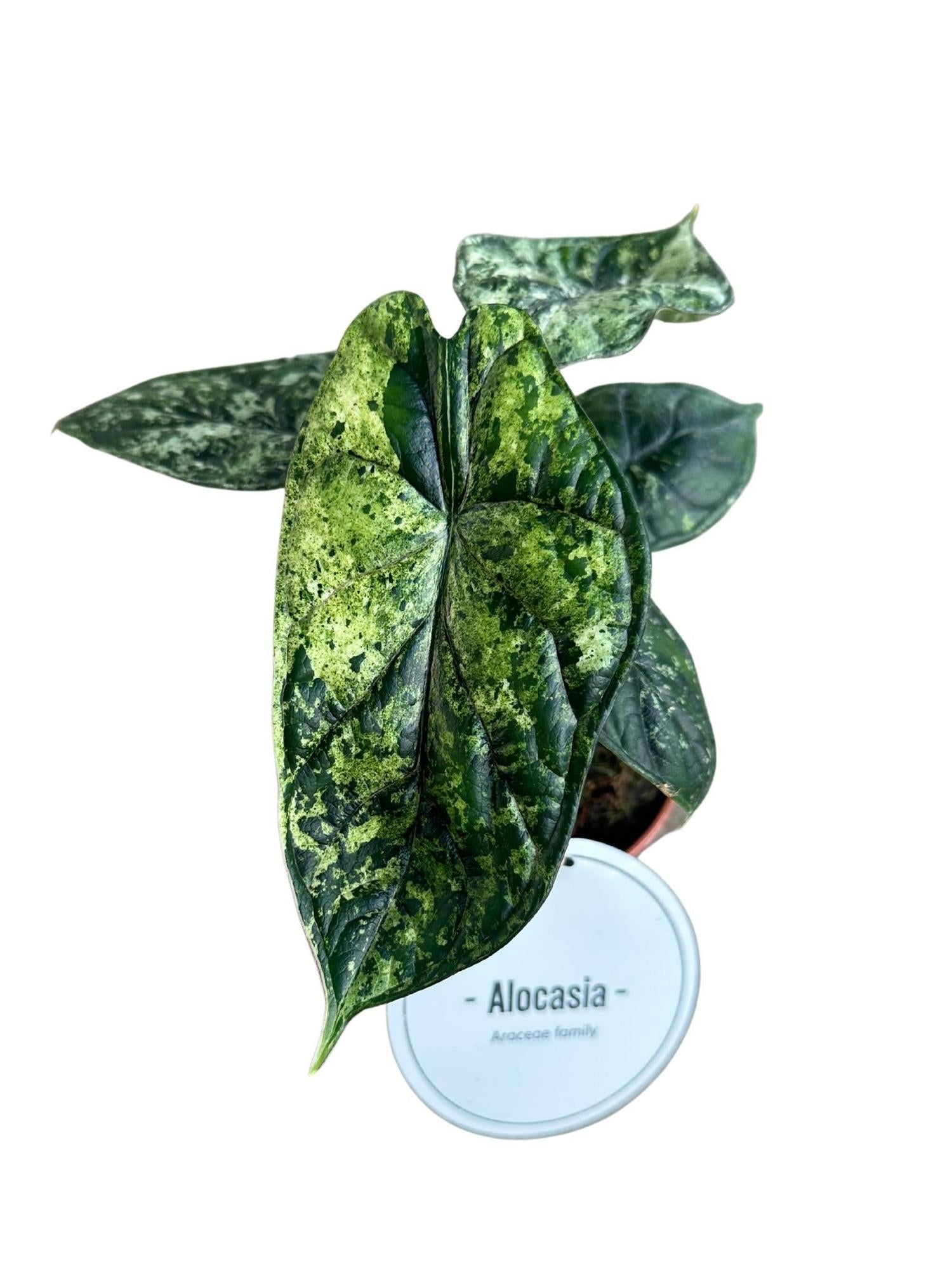 Alocasia Dragon Scale Variegata - Ø12cm - ↕25cm Default Title
