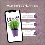 Plants by Frank - Lavandula stoechas Anouk® - 12 cm Topf - 24 Lavendelpflanzen