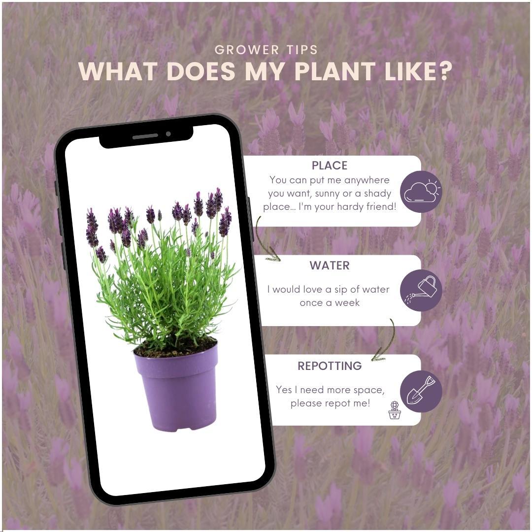 Plants by Frank - Lavandula stoechas Anouk® - 12 cm Topf - 24 Lavendelpflanzen
