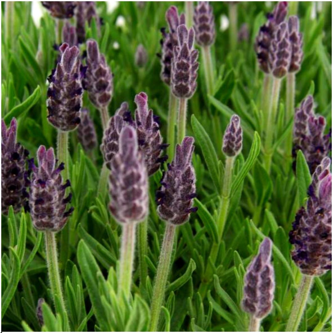 Plants by Frank - Lavandula stoechas Anouk® - 12 cm Topf - 24 Lavendelpflanzen