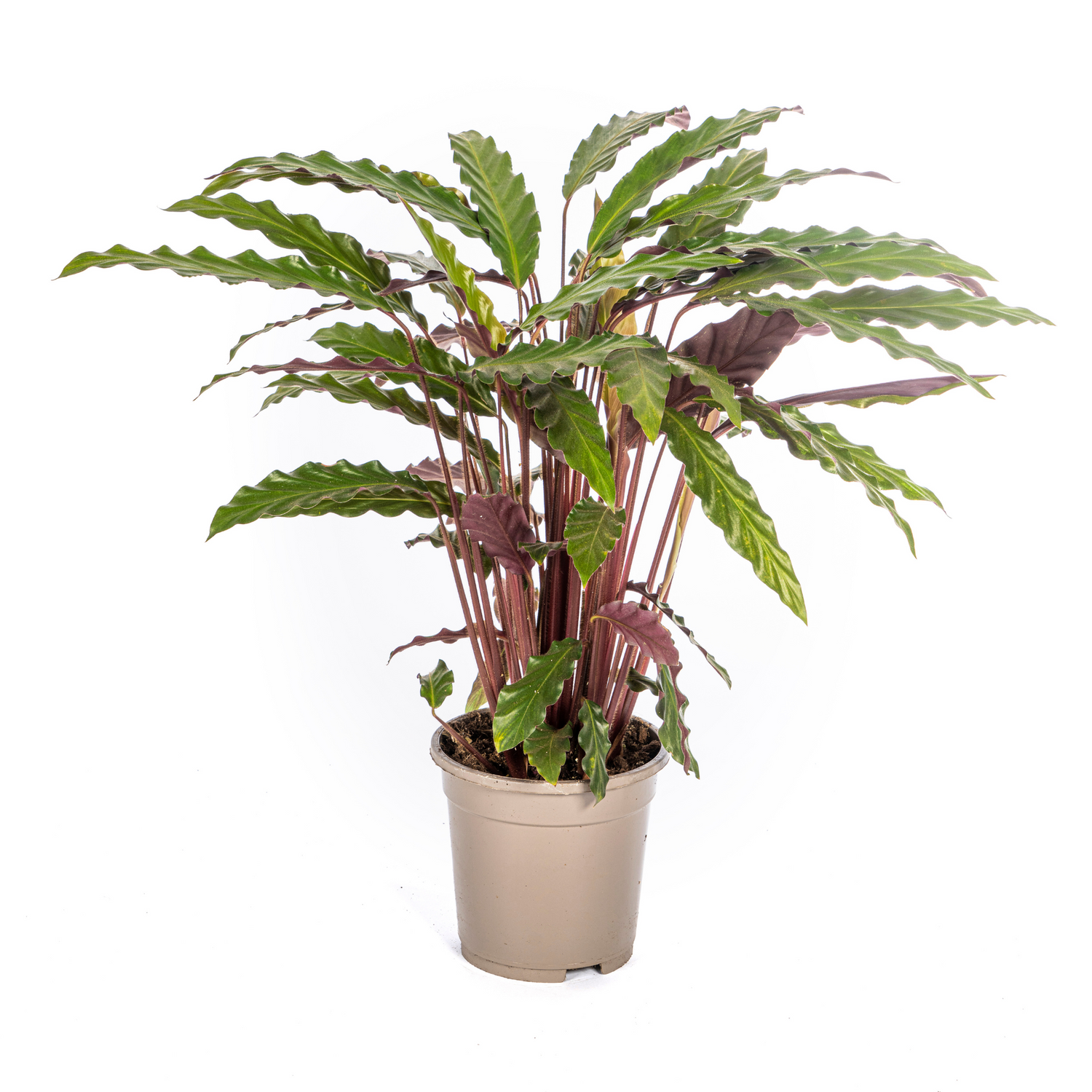 Calathea Rufibarba Ø17cm - ↕40 - 50cm Default Title