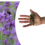 Lavandula 'Munstead' – 6 Jungpflanzen | Pflanzen & Genießen Sie Duftende Lavendel
