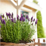 Plants by Frank - Lavandula stoechas Anouk® - 12 cm Topf - 24 Lavendelpflanzen