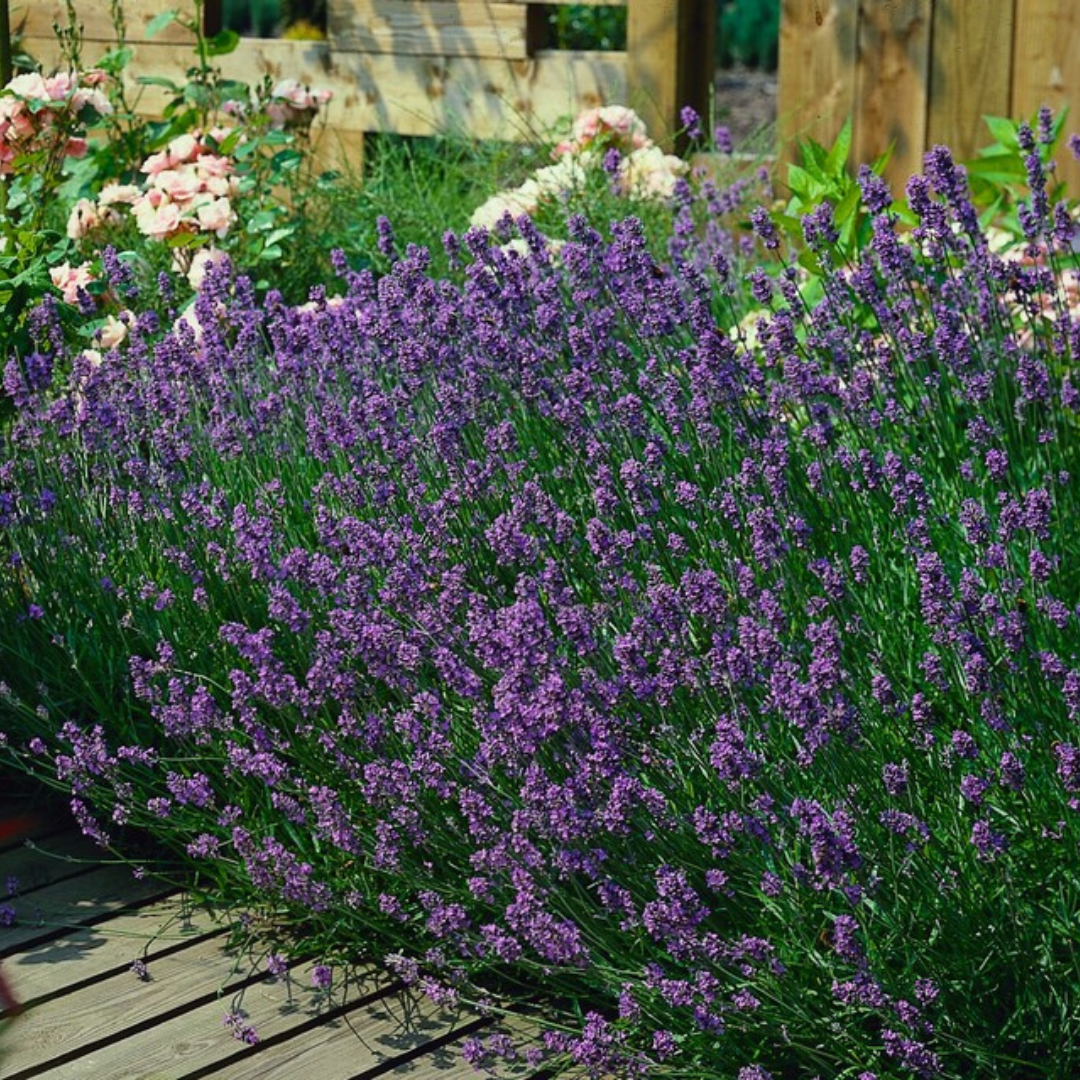 Lavandula 'Munstead' – 6 Jungpflanzen | Pflanzen & Genießen Sie Duftende Lavendel