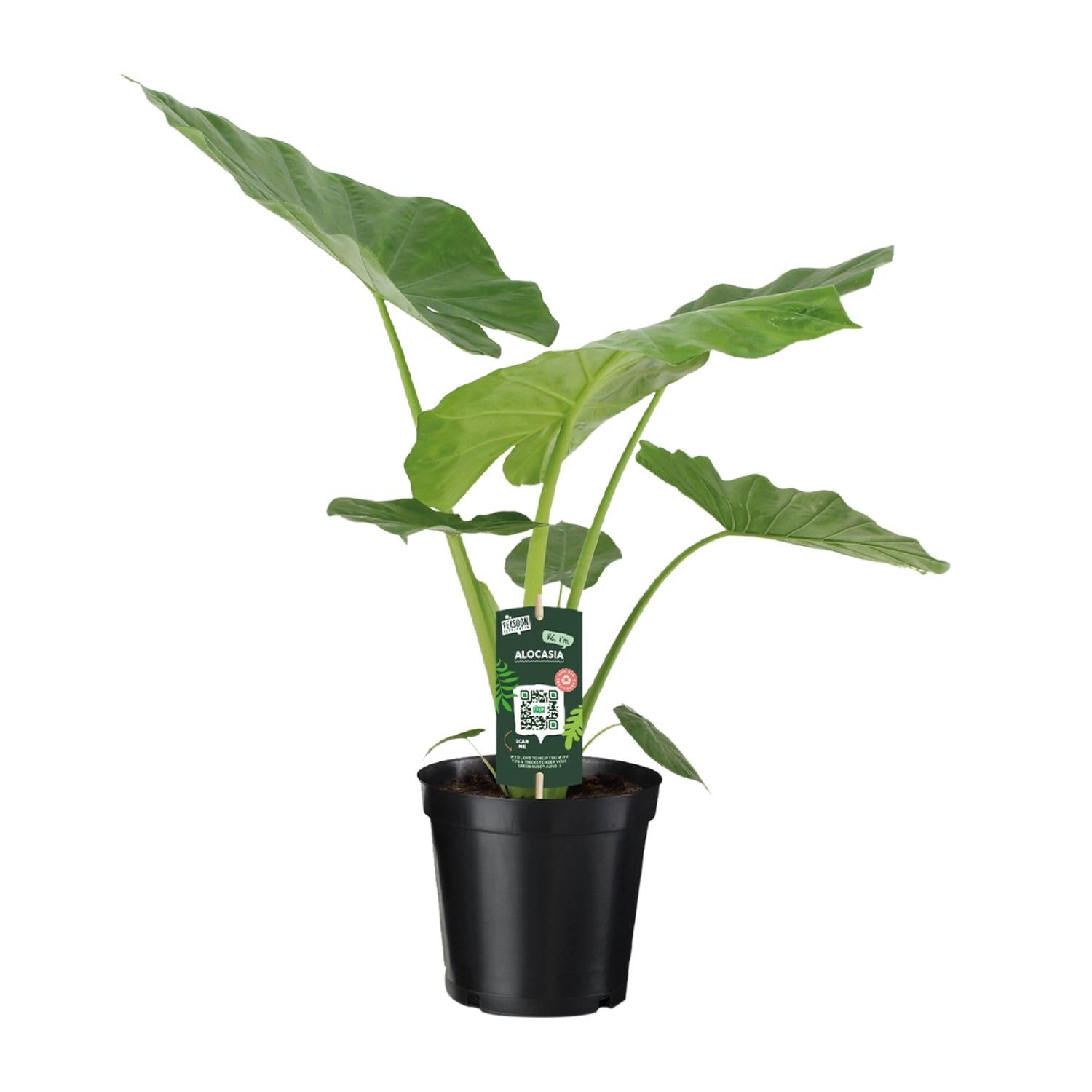 Alocasia (Pfeilblatt) - Ø19cm - ↕70cm Default Title