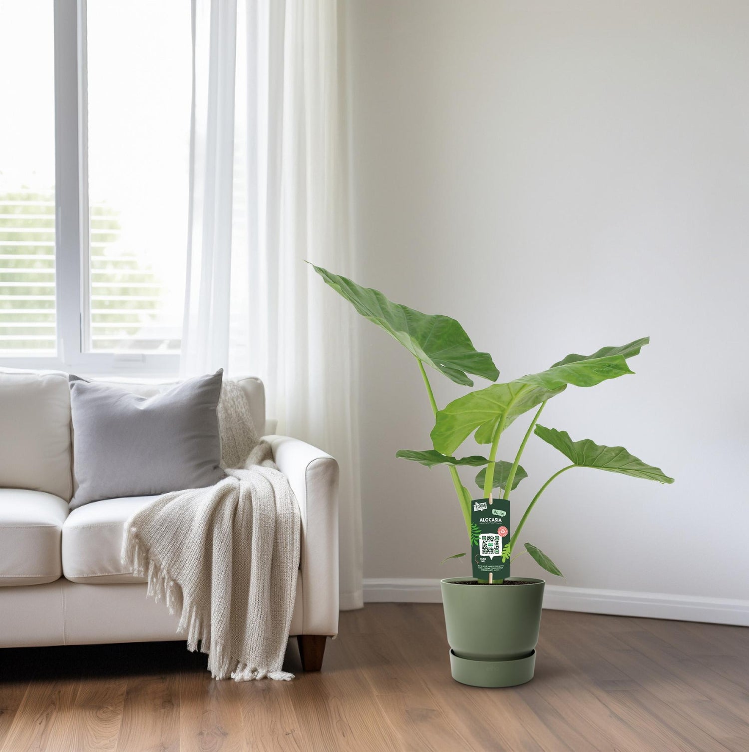 Alocasia (Pfeilblatt) - Ø19cm - ↕70cm