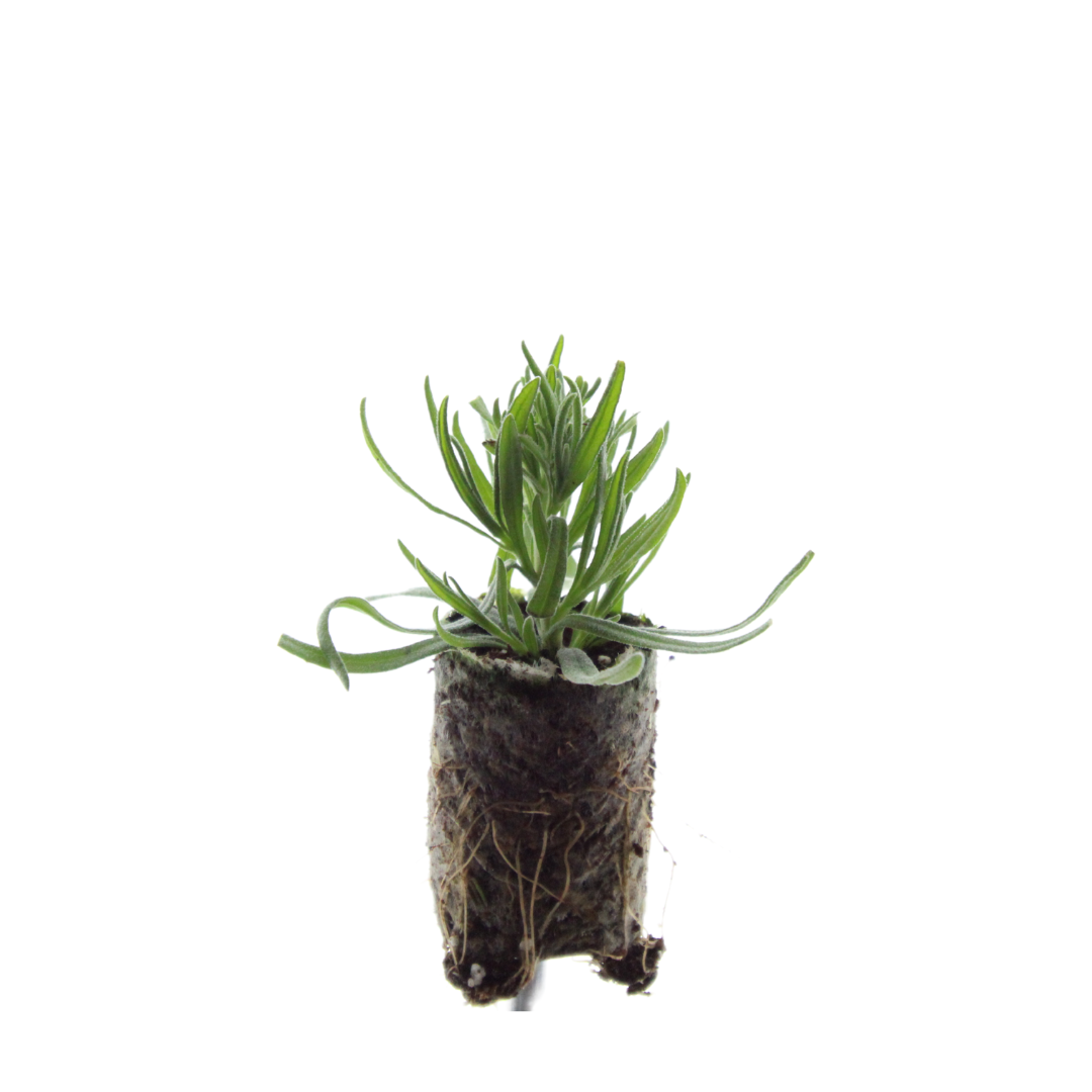 Lavandula 'Munstead' – 6 Jungpflanzen | Pflanzen & Genießen Sie Duftende Lavendel
