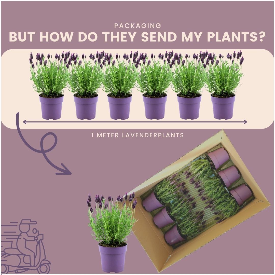 Plants by Frank - Lavandula stoechas Anouk® - 12 cm Topf - 24 Lavendelpflanzen