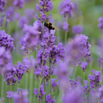 Lavandula 'Munstead' – 6 Jungpflanzen | Pflanzen & Genießen Sie Duftende Lavendel