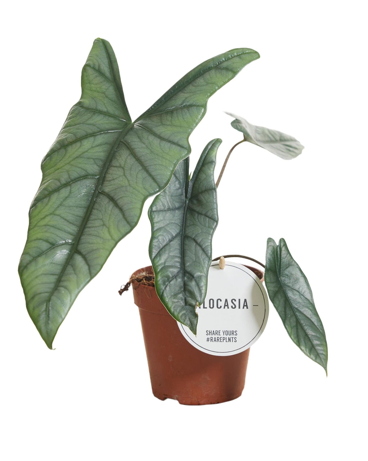 Alocasia Heterophylla - Ø12cm - ↕25cm Default Title