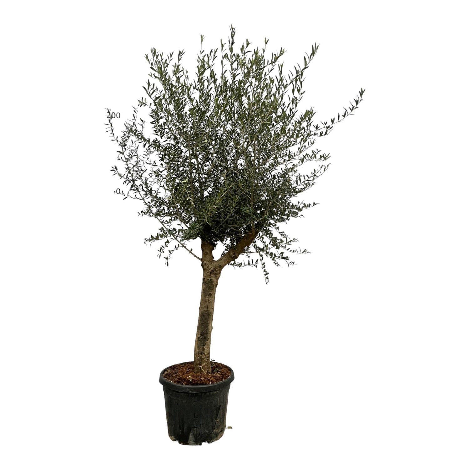 Olea Lorc - 200 cm - Ø45cm Default Title
