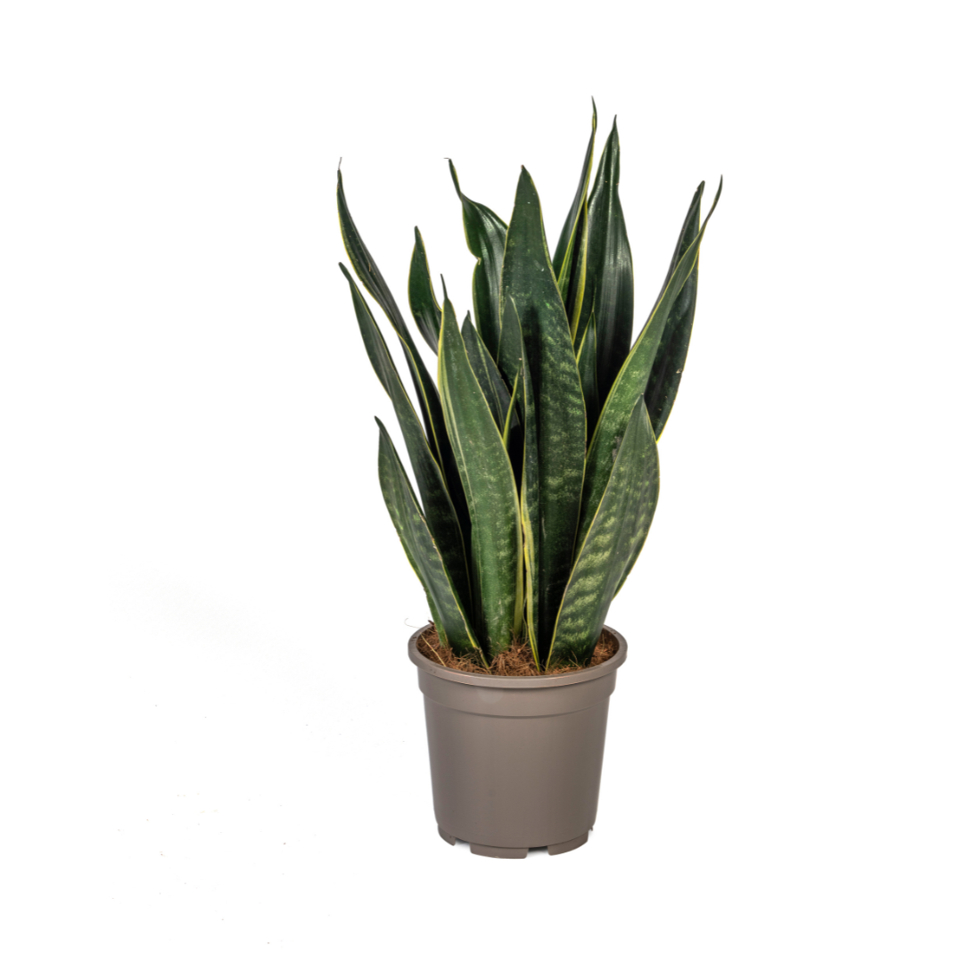 Sansevieria Trifasciata Futura Black Ø17cm - ↕45 - 55cm Default Title