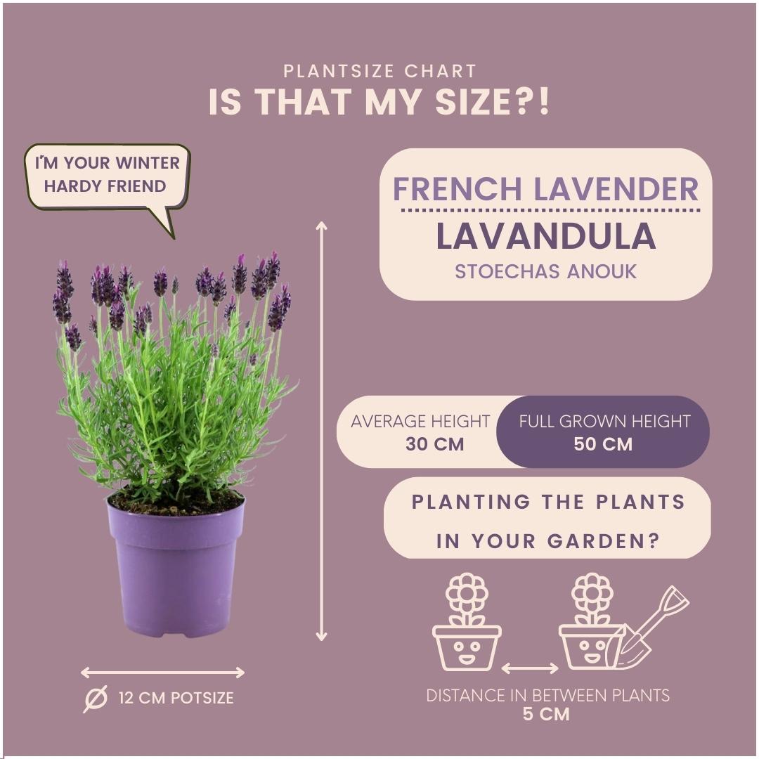 Plants by Frank - Lavandula stoechas Anouk® - 12 cm Topf - 24 Lavendelpflanzen