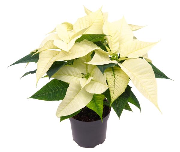 Poinsettia Alaska Weiß - Ø10,5cm - ↕23cm