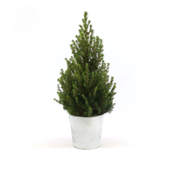 Picea Gl. 'Dezember' + Zinktopf - Ø21cm - ↕70cm