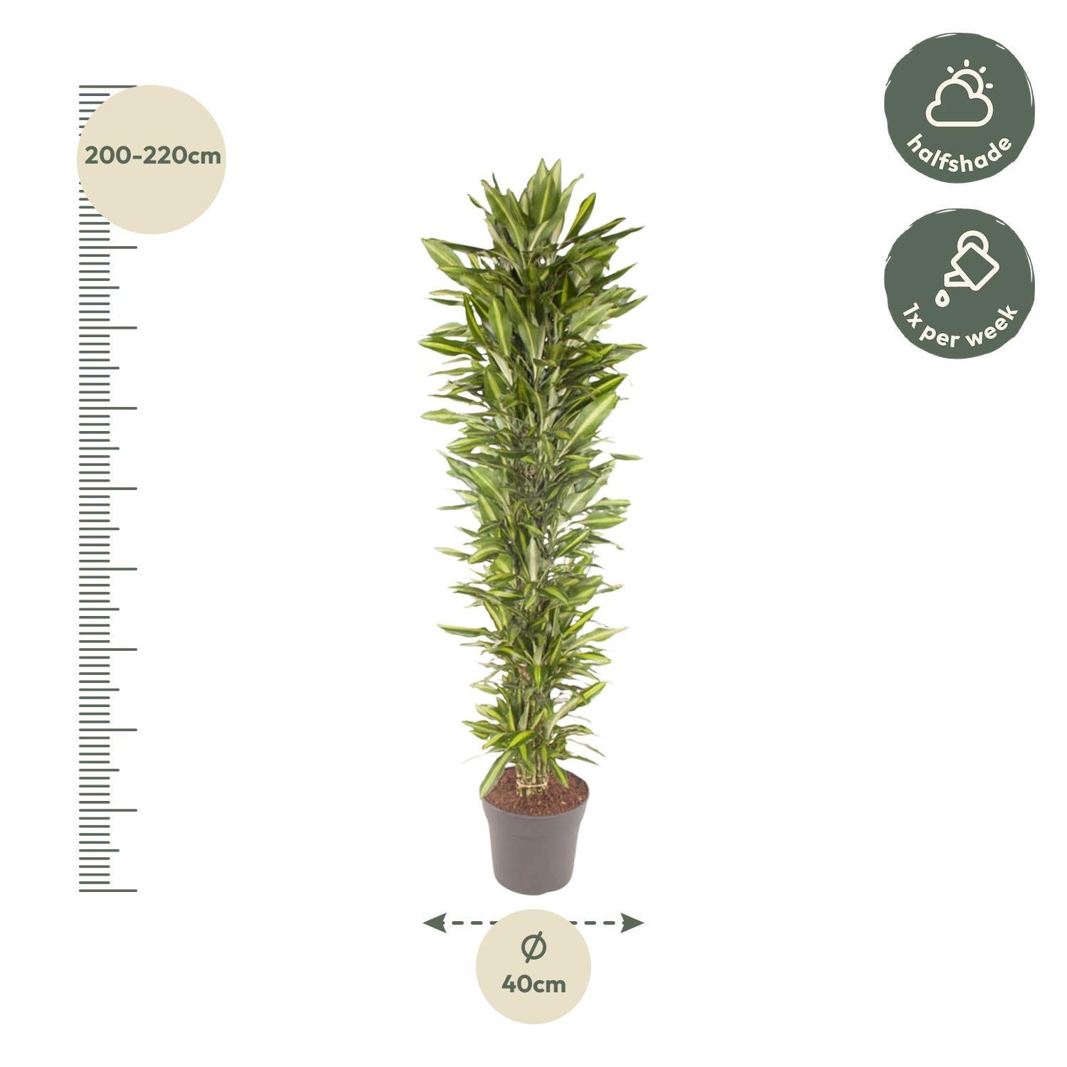 Dracaena Cintho vertakt - 210 cm - ø40