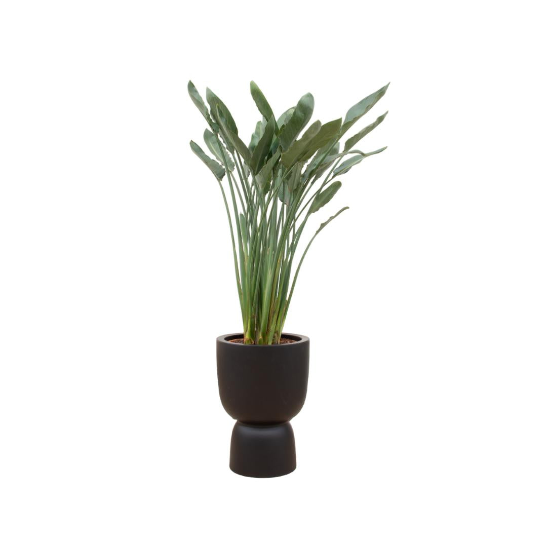 Combi deal - Strelitzia Reginae inclusief elho Pure Coupe zwart Ø41 - 190 cm