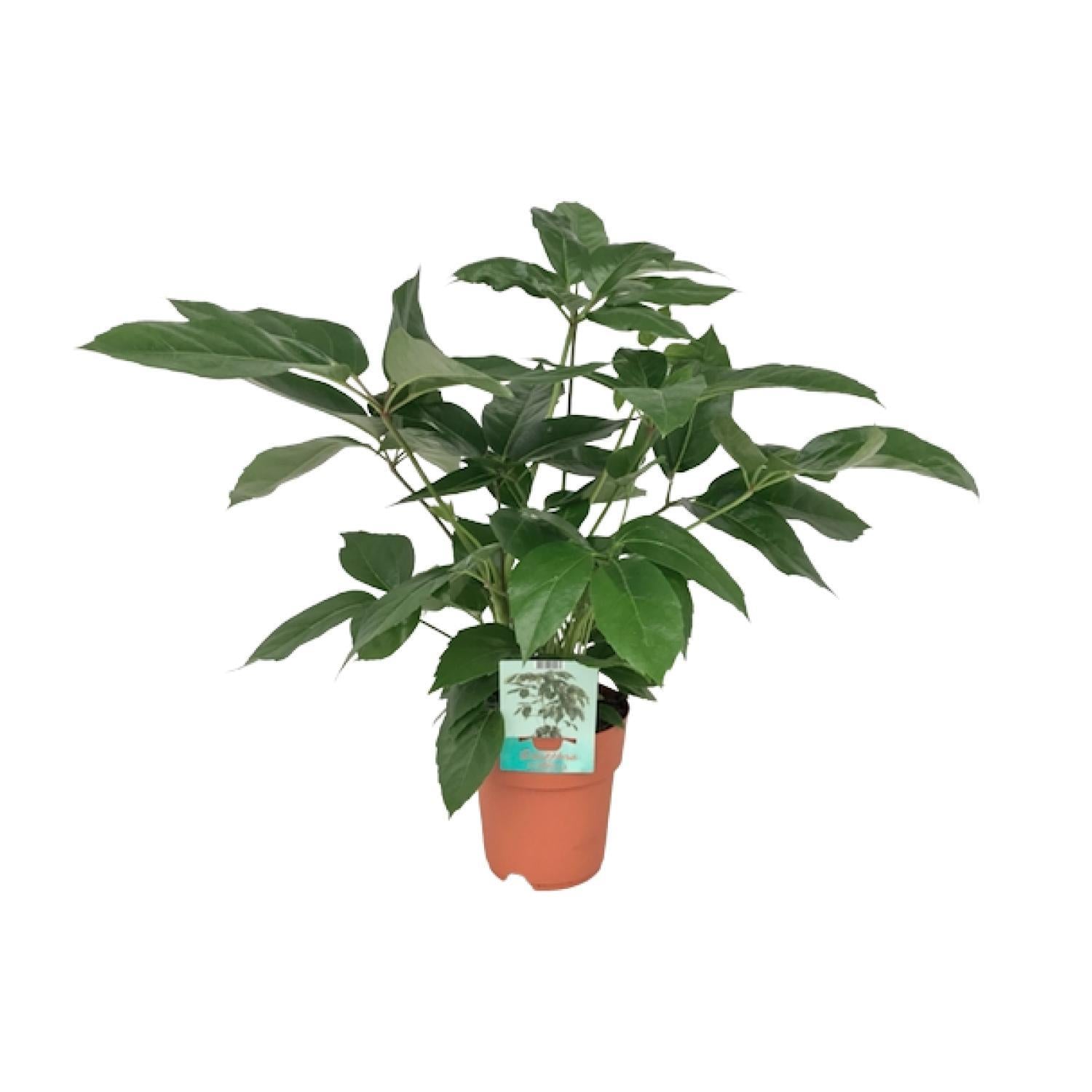 Schefflera Actinophylla Emerald Green - Ø19cm - ↕75cm