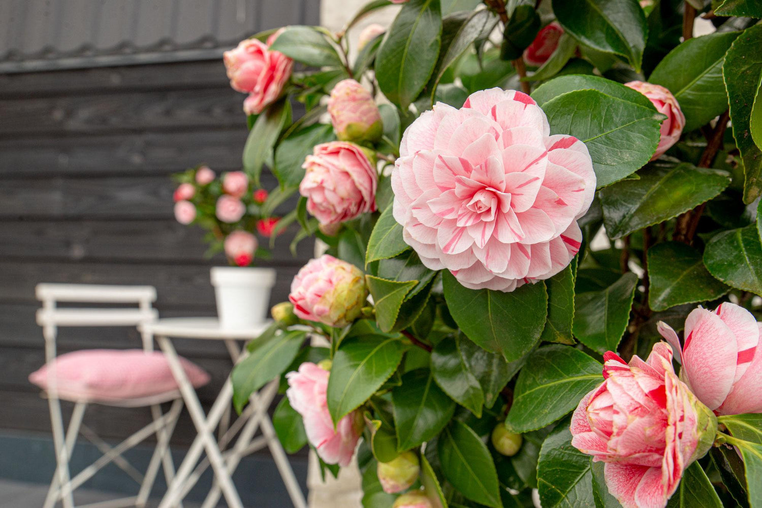 Camellia japonica Bonomiana - ↨65cm - Ø19cm