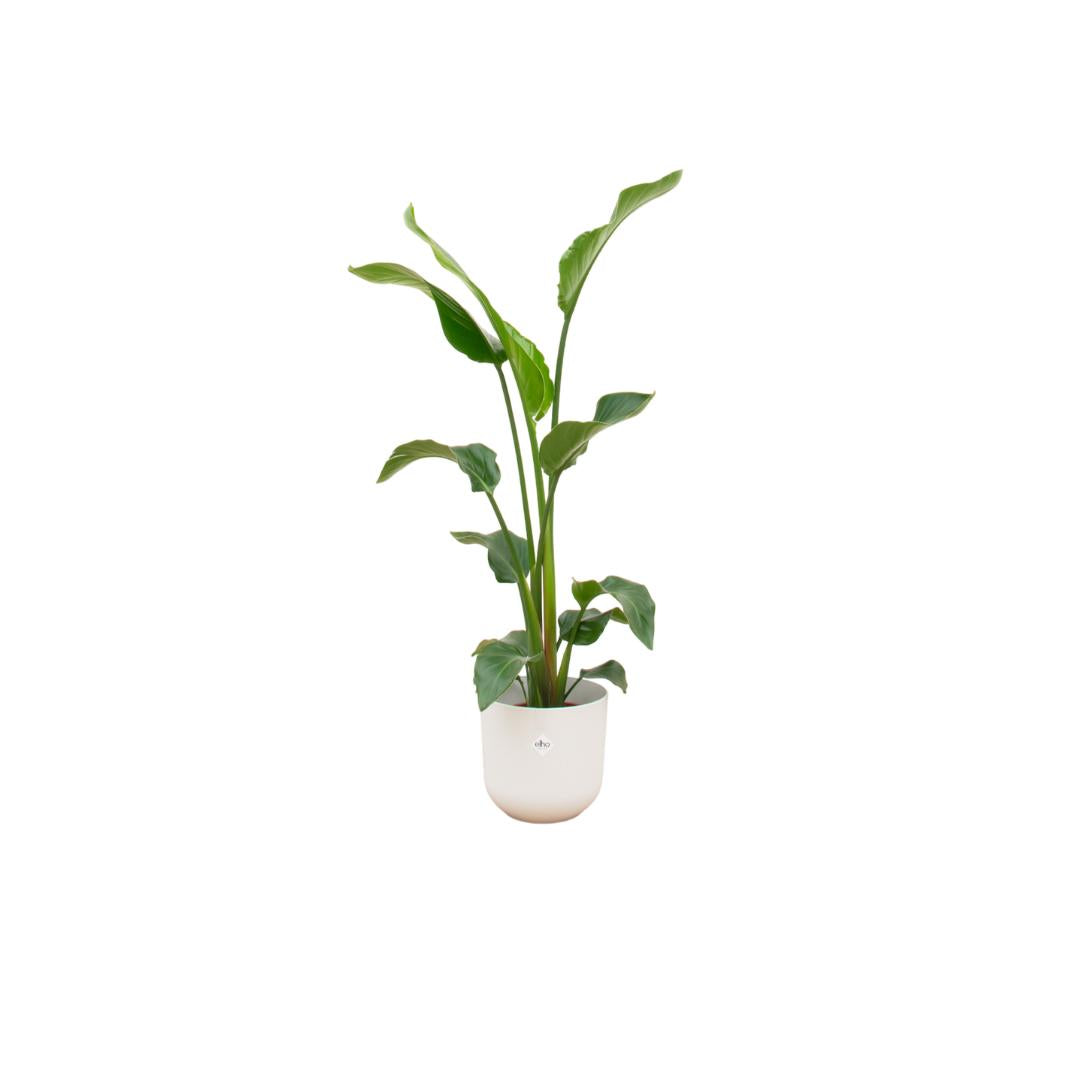 Combi deal - Strelitzia Nicolai inclusief elho Jazz Round wit Ø23 - 100 cm