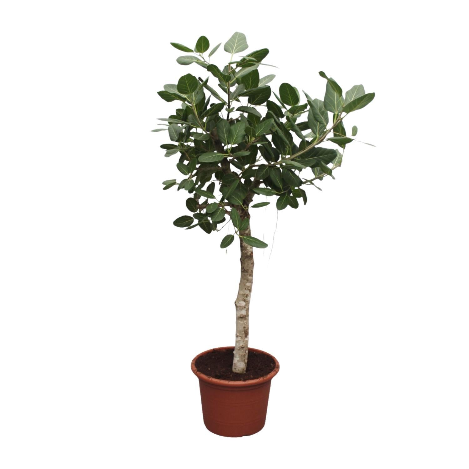 Ficus Benghalensis boom - 200 cm - ø50