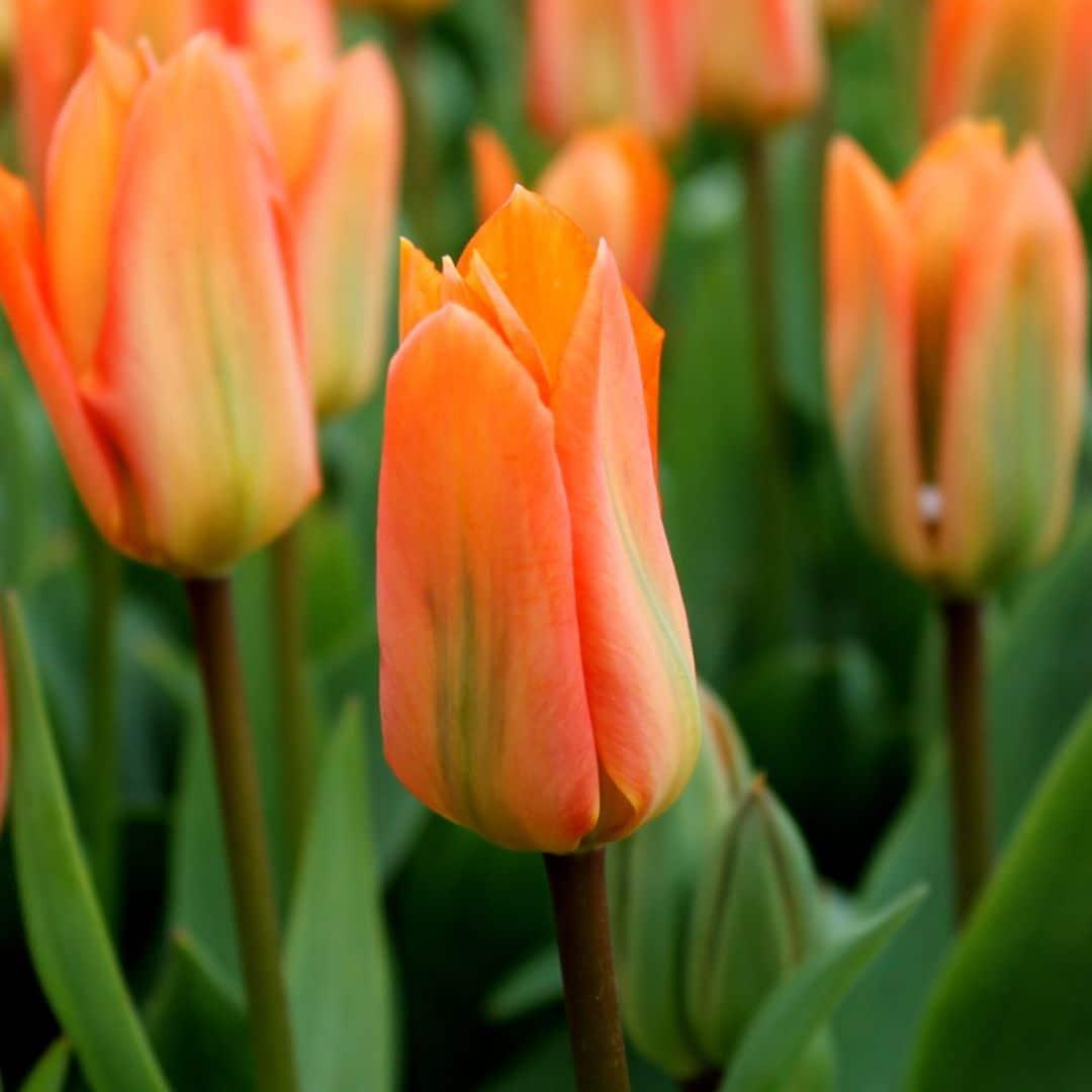 Flowerbulbs Amsterdam - Orange Emperor - 15 Blumenzwiebeln - Größe 12+