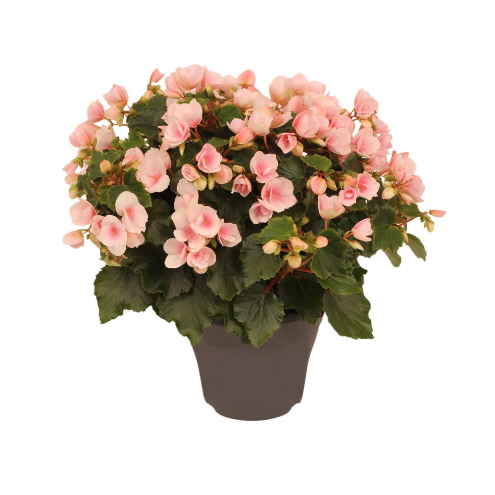 Begonia Betulia''light'' Licht Rose D12 x H15