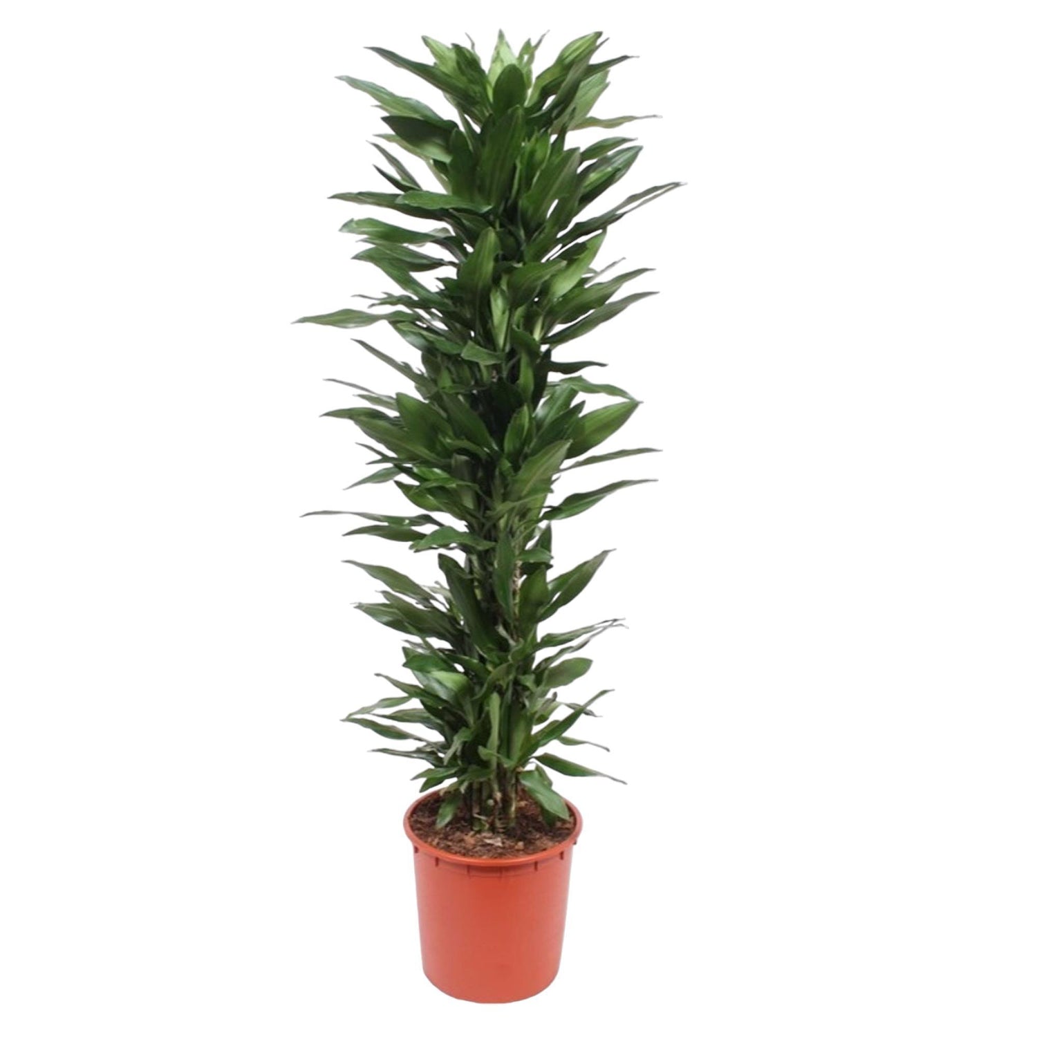 Dracaena Janet Lind - 170 cm - ø34