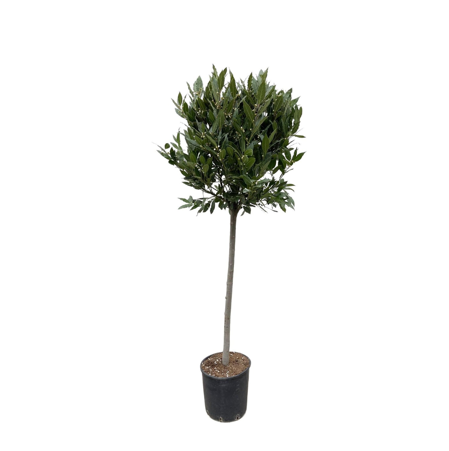 Laurus Nobilis stam - 210 cm - ø40