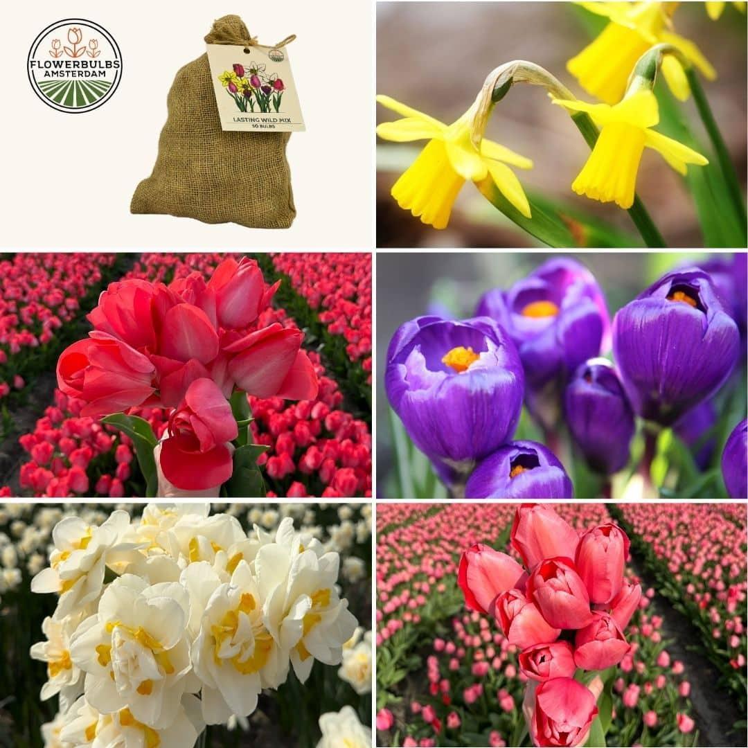 Flowerbulbs Amsterdam - Medium Lasting Wild Mix - Nachhaltige Vorteilspackung, 50 Blumenzwiebeln f�r 1 m� Blumenpracht