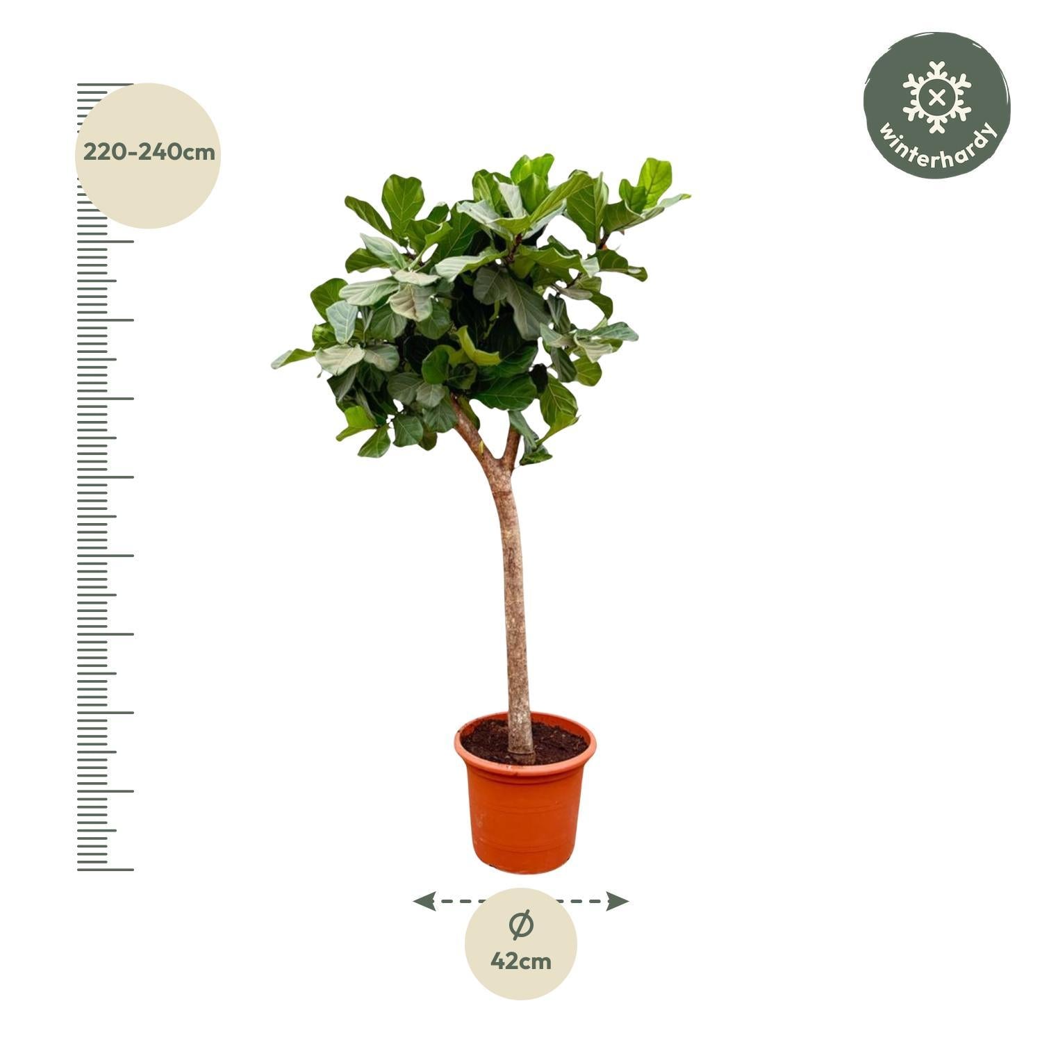 Ficus Lyrata boom XXXL - 230cm - ø42