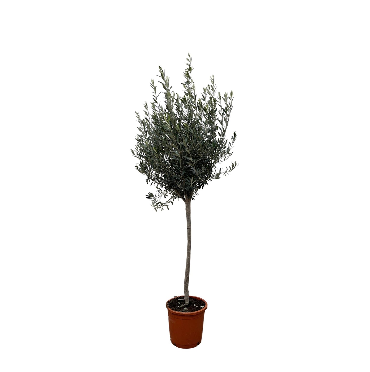 Olea Europaea (Olivenbaum) - 160cm- Ø24