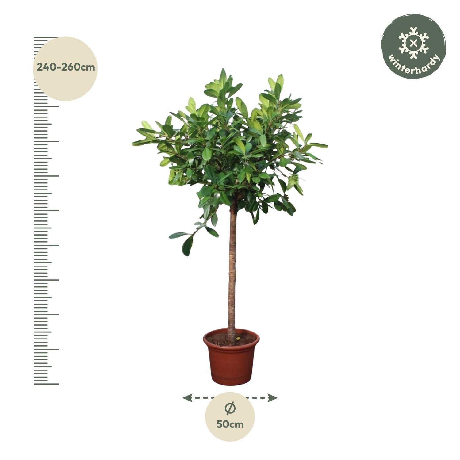 Ficus Cyathistipula boom - 250 cm - ø50