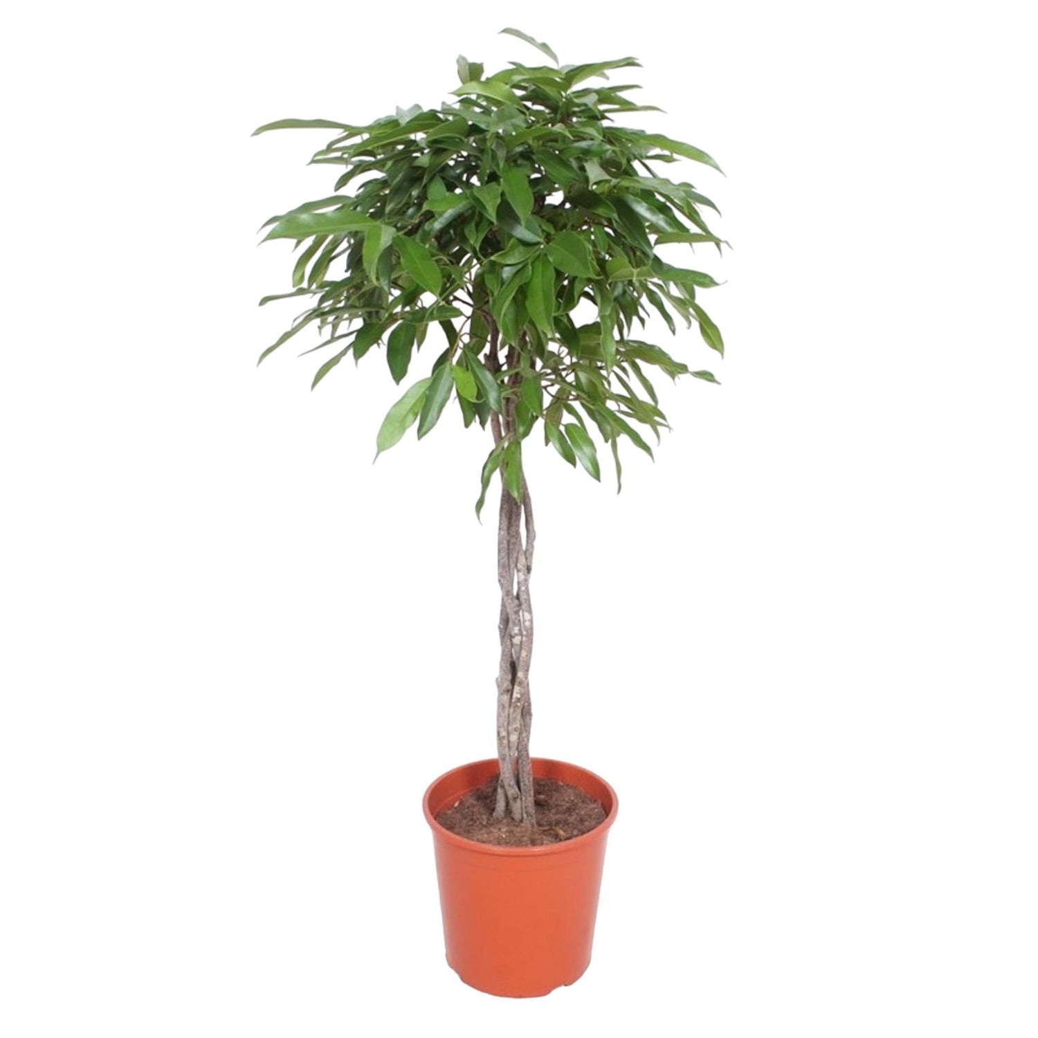 Ficus Amstel King geflochtenem Stamm - 150 cm - ø30