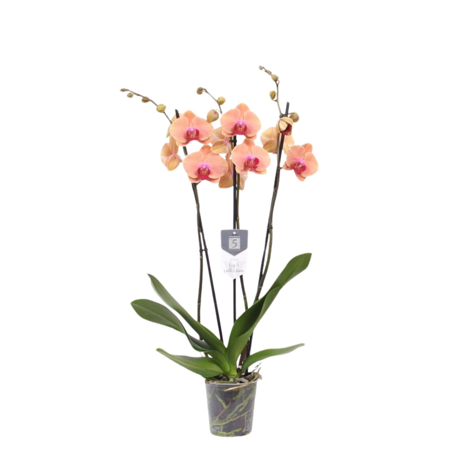 Phalaenopsis Carribean Dream - 3 Stiele  - 60 cm - Ø12cm