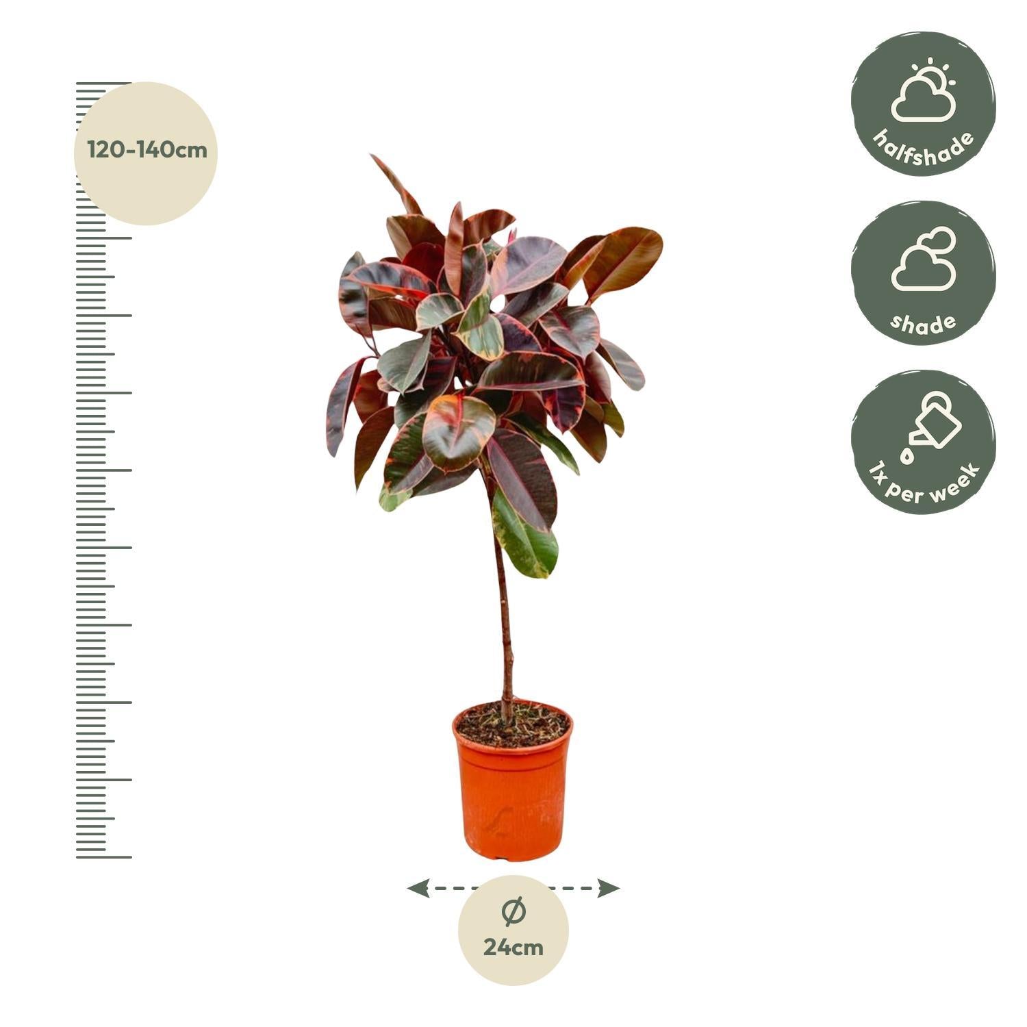 Ficus Elastica Belize op stam - 130 cm - ø24