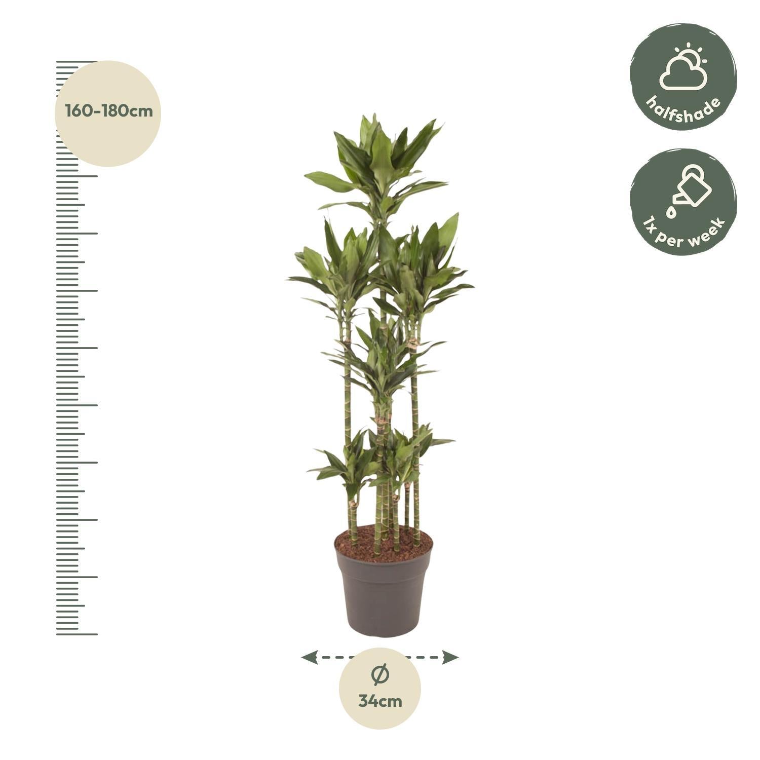 Dracaena Janet Lind Carrousel - 170 cm - ø34