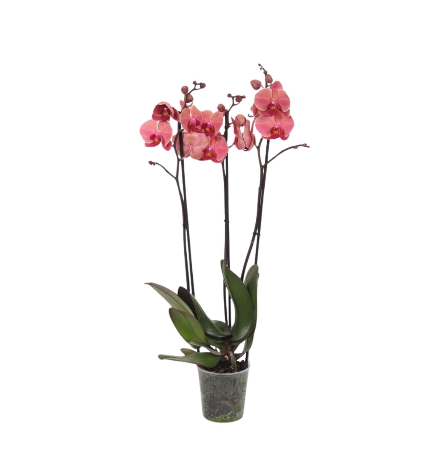 Phalaenopsis Narbonne - 3 Stiele - 60 cm - Ø12cm