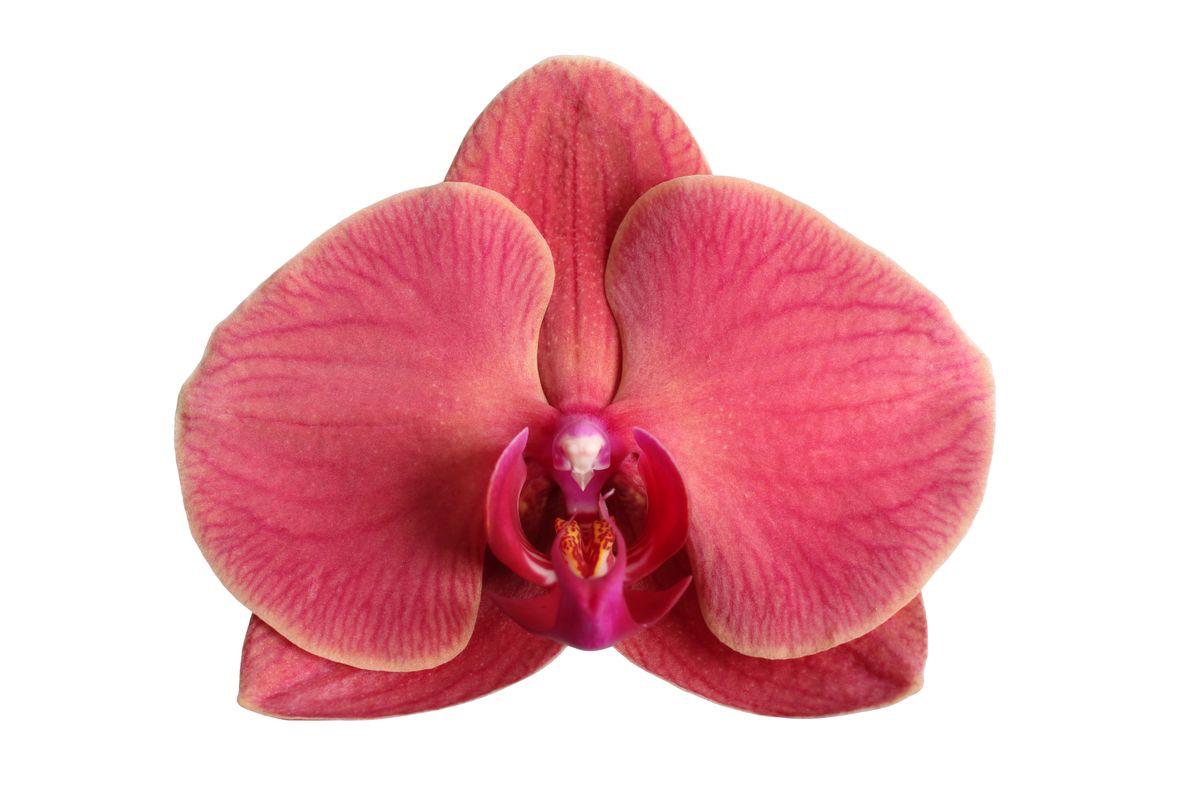 Phalaenopsis Narbonne - 3 Stiele - 60 cm - Ø12cm