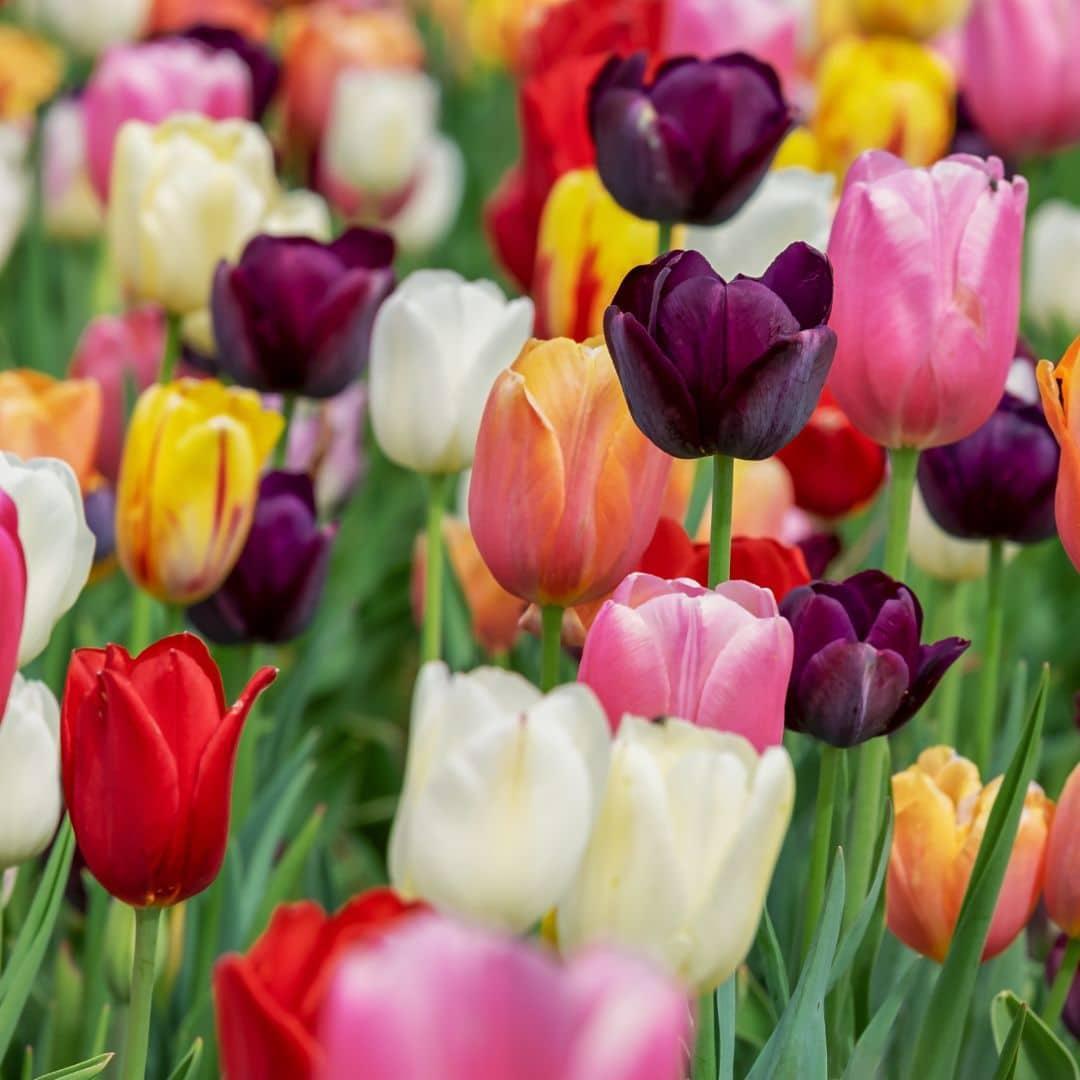 Flowerbulbs Amsterdam - Medium Tulip Mix - Nachhaltige Vorteilspackung, 50 Blumenzwiebeln f�r 1 m� Blumenpracht - Gr��e 12+