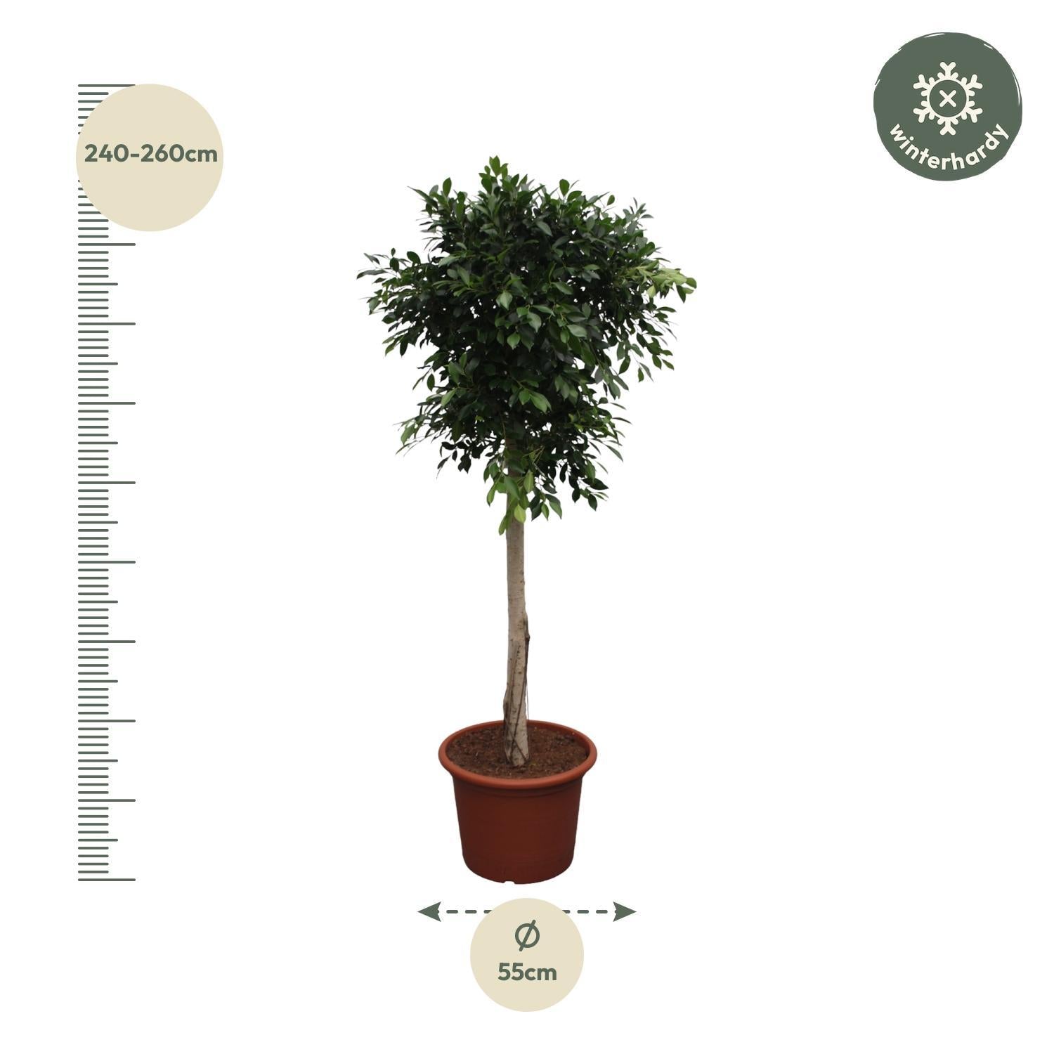 Ficus Nitida boom - 250 cm - ø55