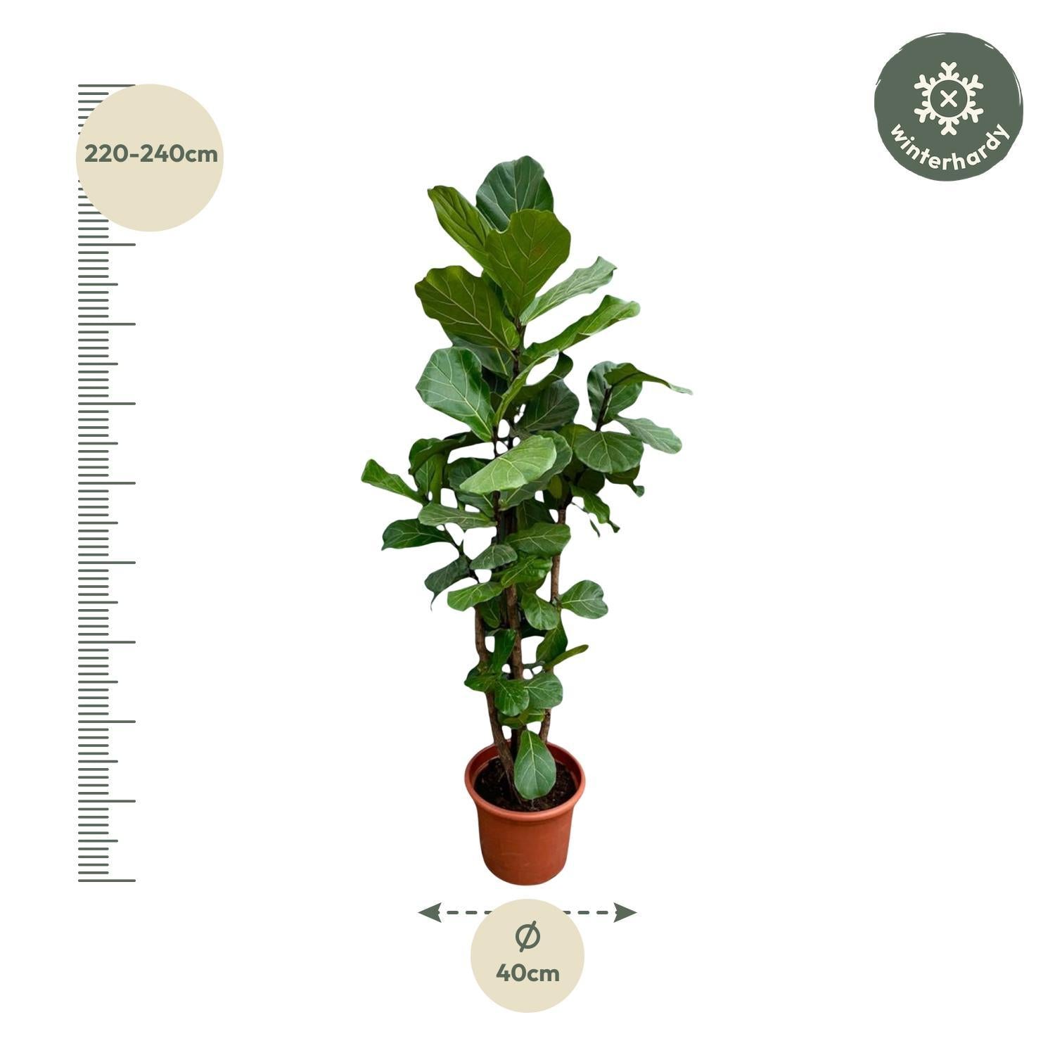 Ficus Lyrata vertakt XXL - 230cm - ø40