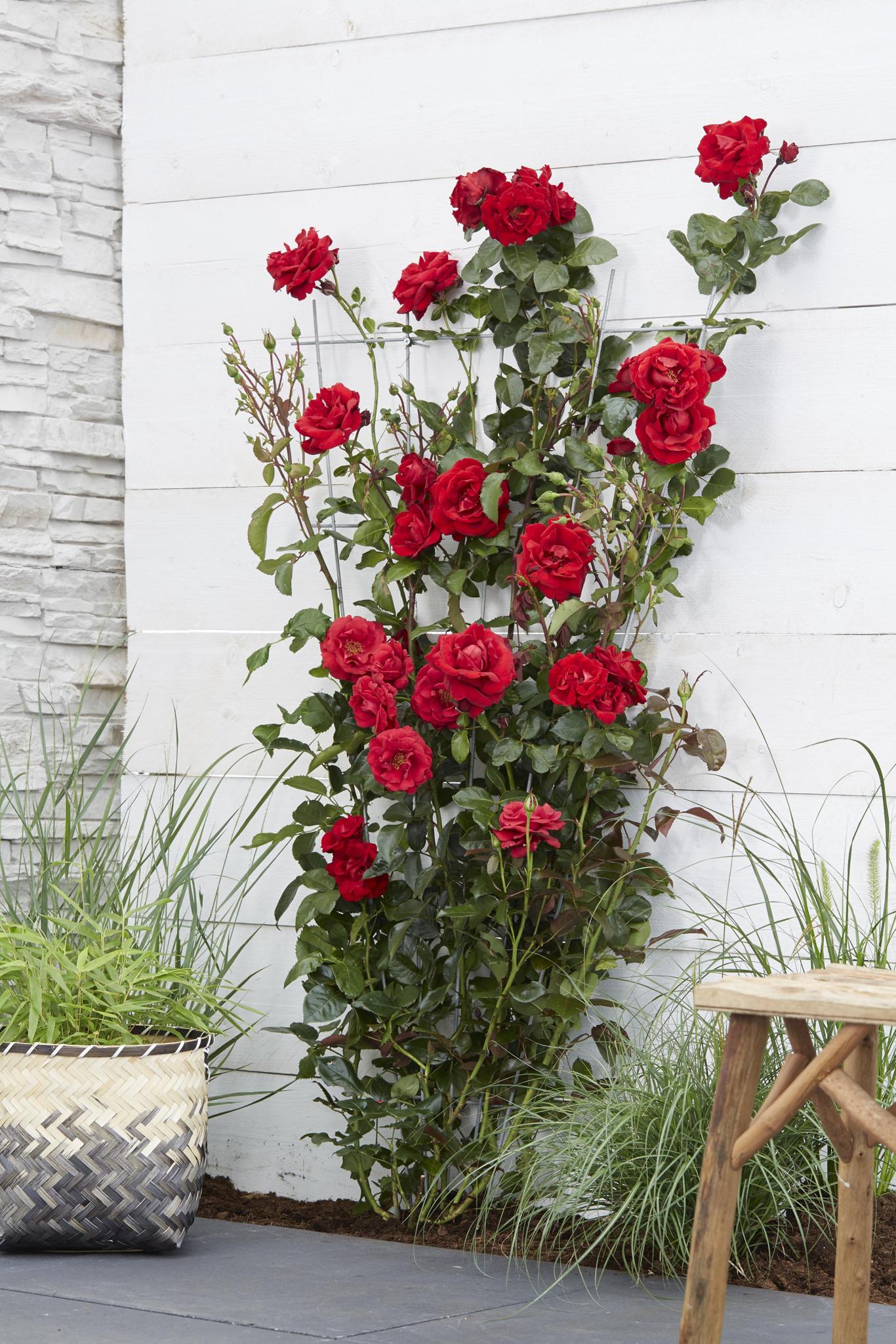 Rosa Crazy in love 'Red' - Rote Rose