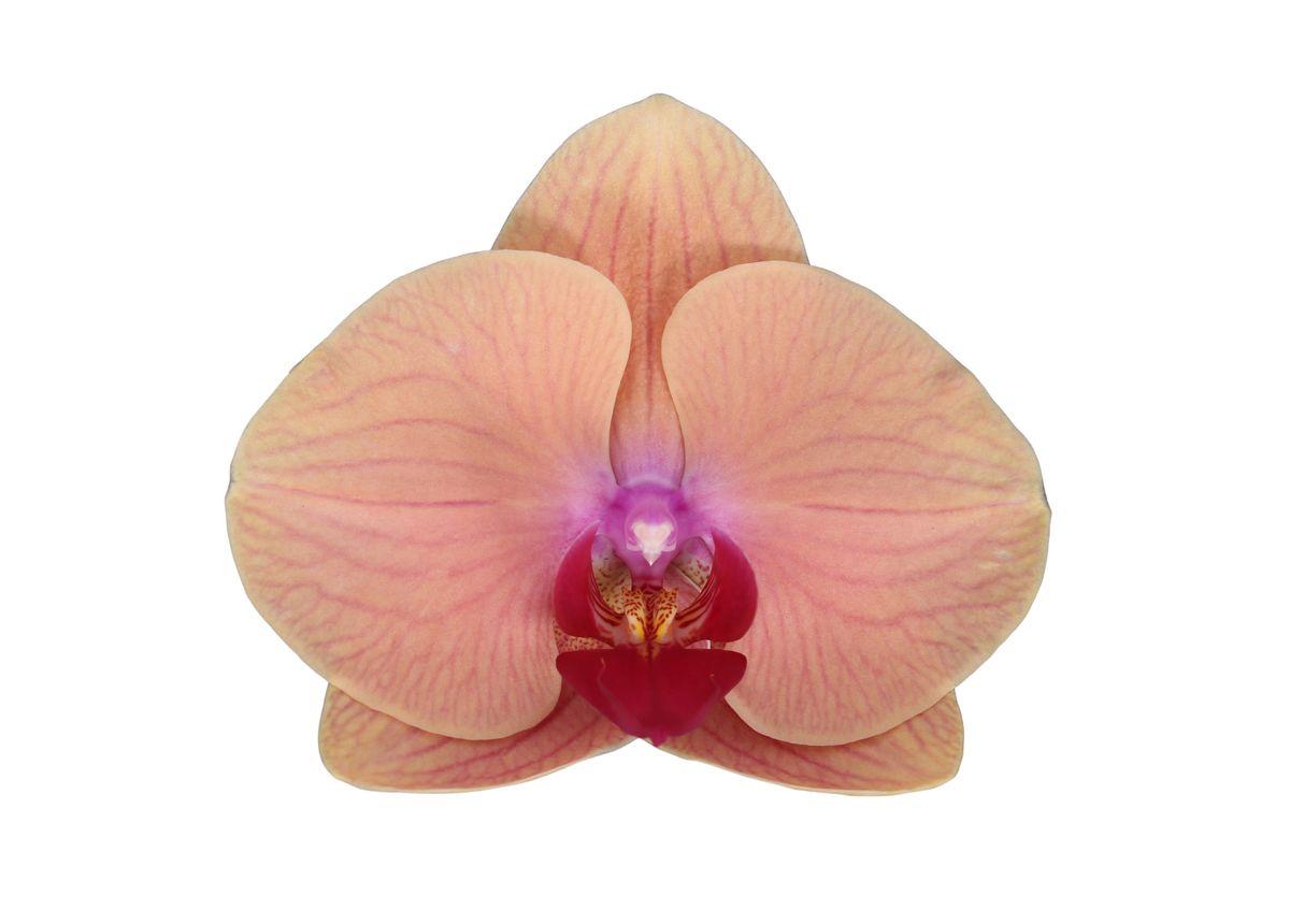 Phalaenopsis Carribean Dream - 3 Stiele  - 60 cm - Ø12cm